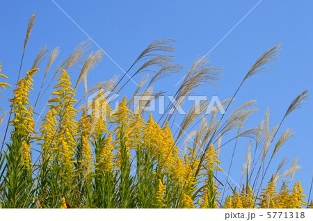 セイタカアワダチソウとススキ 5771318