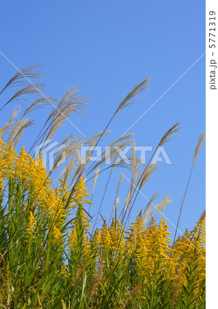 セイタカアワダチソウとススキ セイタカアワダチソウとススキ 5771319
