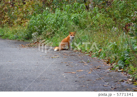 キタキツネ キタキツネ 5771341