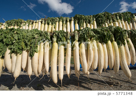 干し大根 干し大根 5771348