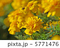 花粉運搬中 5771476