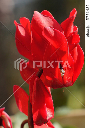 ガーデンシクラメン（シクラメン） 5771482