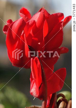 ガーデンシクラメン（シクラメン） 5771483