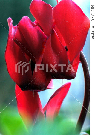 ガーデンシクラメン（シクラメン） 5771484