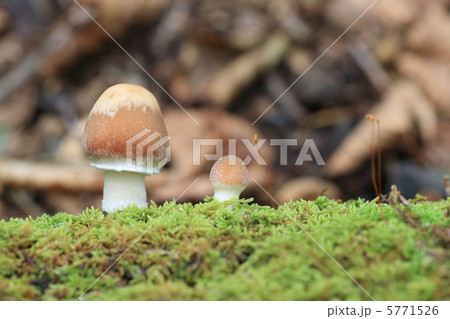 森のキノコ 5771526