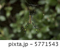 ジョロウグモ 5771543