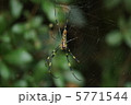 ジョロウグモ 5771544