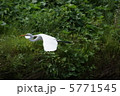 白鷺 5771545