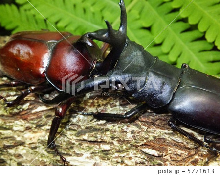 マンディブラリスフタマタクワガタ Vs 国産カブトムシの森での戦いの写真素材