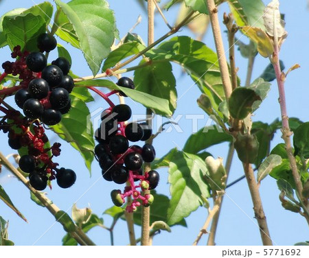 ヨウシュヤマゴボウの実 5771692