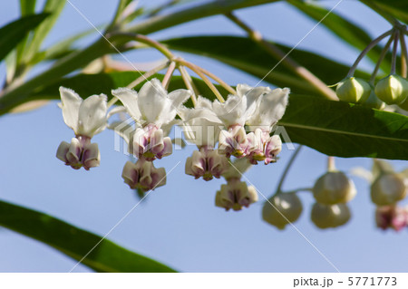 フウセントウワタ 5771773