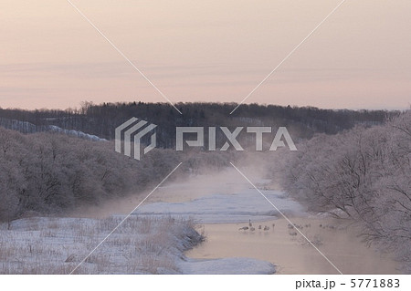 タンチョウ 5771883