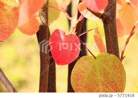 紅万作 紅万作 5771916