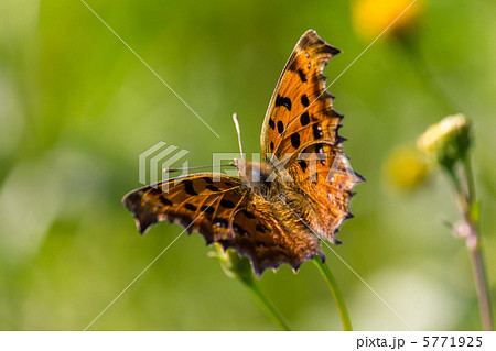 キタテハ 5771925