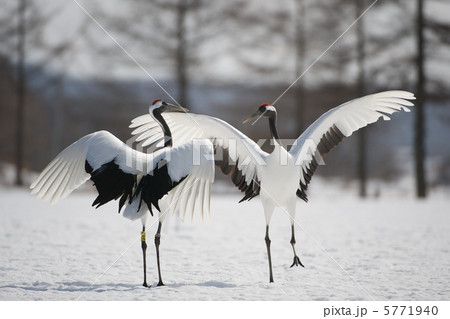 タンチョウ 5771940