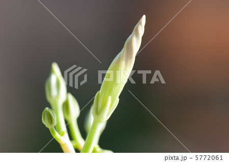 アサガオ(ヘブンリーブルー)のつぼみ 5772061