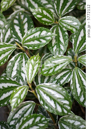 ピレア・カディエレイ 5772112