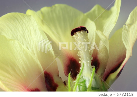 オクラの花 オクラの花 5772118