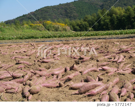 サツマイモの収穫 5772147