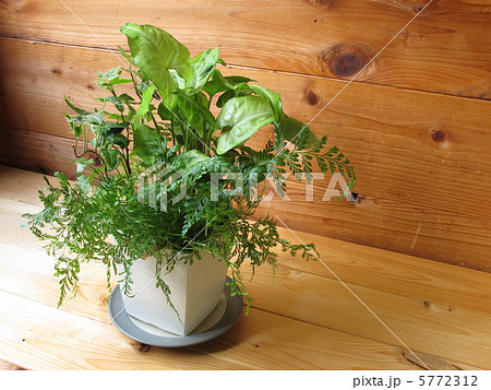 観葉植物 5772312