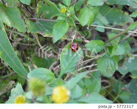 七星てんとう虫 七星てんとう虫 5772317