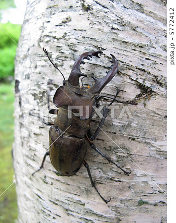 ミヤマクワガタ ミヤマクワガタ 5772412