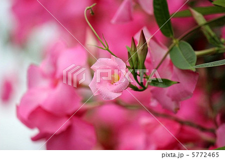 マンデビラ 5772465