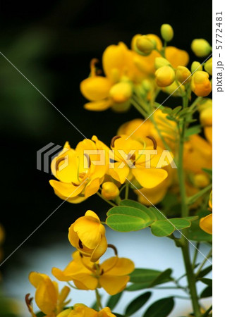 コバノセンナ コバノセンナ 5772481