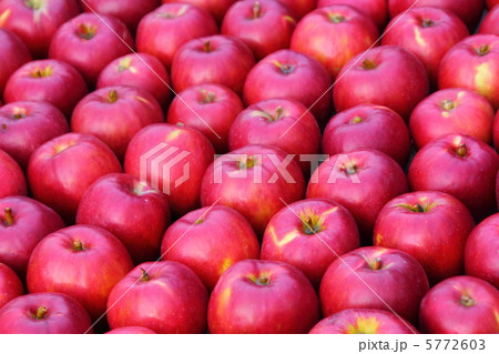 出荷前の収穫した赤りんご 出荷前の収穫した赤りんご 5772603
