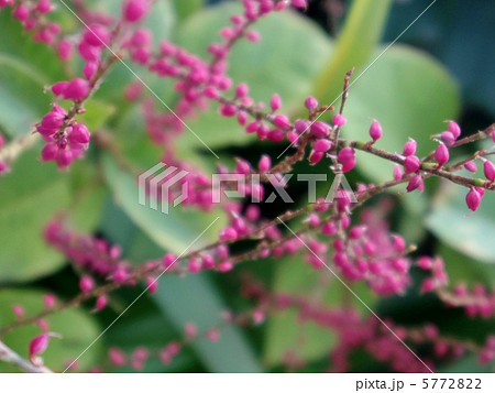 秋の草花 5772822