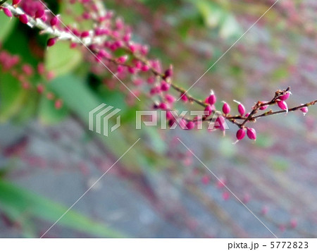 秋の草花 5772823