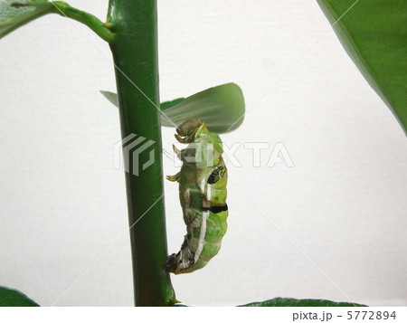 前蛹から蛹へ(脱皮シーン)6 前蛹から蛹へ(脱皮シーン)6 5772894