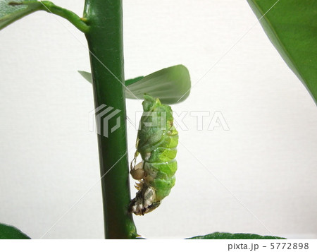 前蛹から蛹へ(脱皮シーン)10 前蛹から蛹へ(脱皮シーン)10 5772898