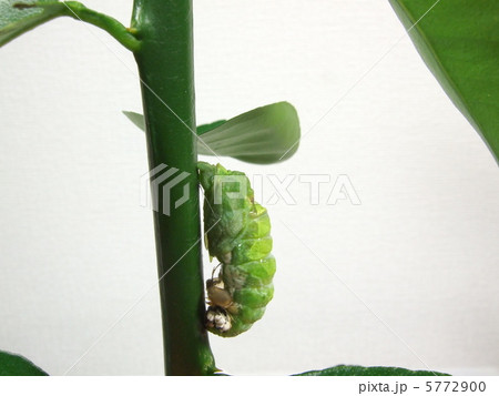 前蛹から蛹へ（脱皮シーン）11 5772900