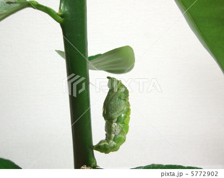 前蛹から蛹へ（脱皮シーン）13 5772902