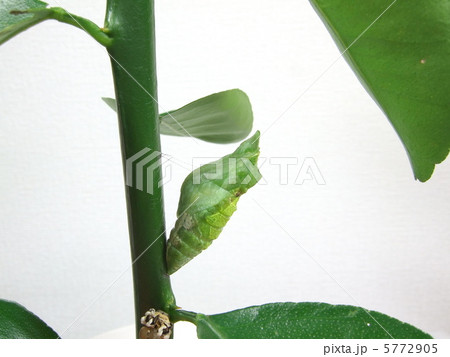 前蛹から蛹へ（脱皮シーン）16 5772905