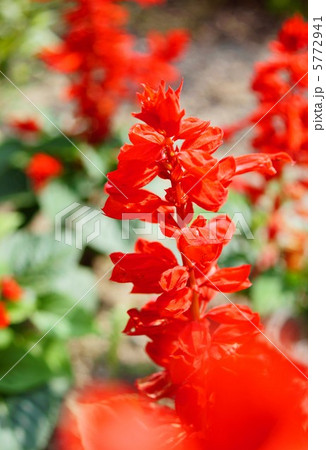 サルビア 花言葉 エネルギー Salvia Splendensの写真素材