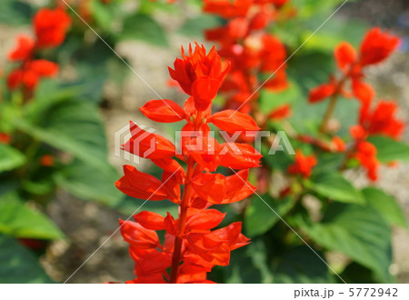 サルビア　花言葉：エネルギー　Salvia splendens 5772942