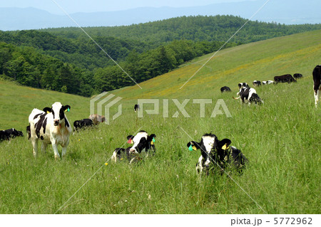 山の牧場と牛 山の牧場と牛 5772962