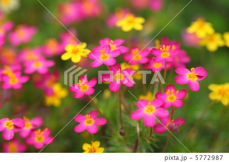 レプトシフォン 5772987