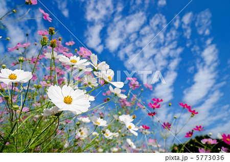 白とピンクのコスモスの花畑と青空 5773036