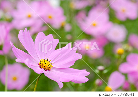 薄いピンクのコスモスの花 5773041