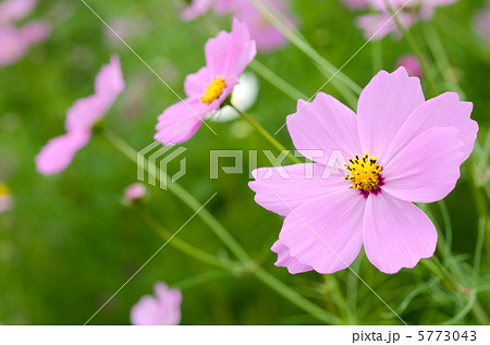 緑の中の薄いピンクのコスモスの花 緑の中の薄いピンクのコスモスの花 5773043
