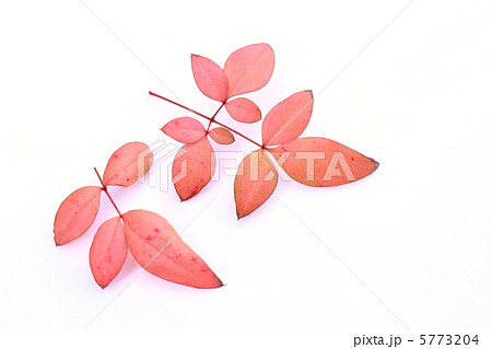 南天の紅葉 5773204