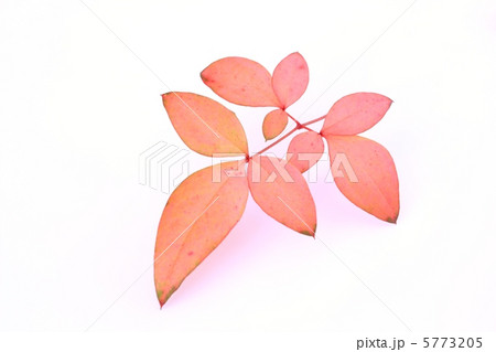 南天の紅葉 南天の紅葉 5773205