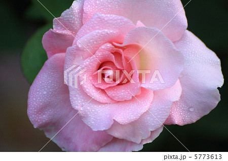 バラのマリオネット雫 5773613