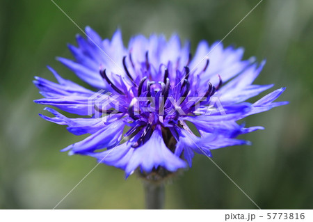 ヤグルマギク（ヤグルマソウ） 5773816