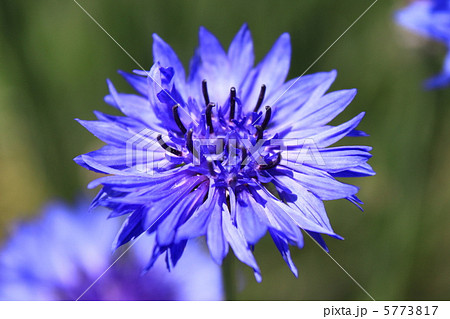 ヤグルマギク（ヤグルマソウ） 5773817