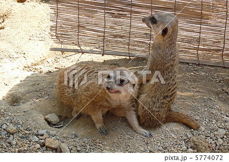 サファリアーク 5774072