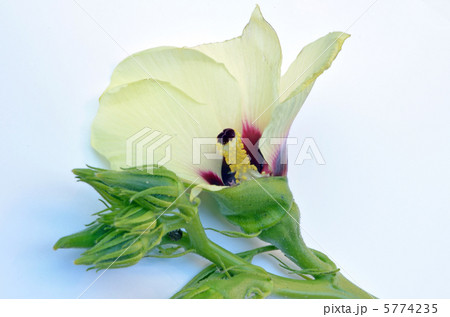 オクラの花 5774235